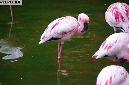 Flamant nain