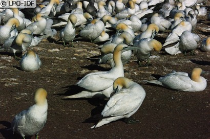 Fou de Bassan