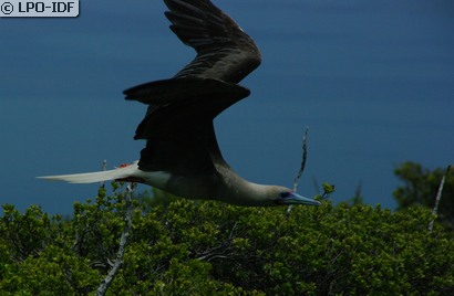 Fou à pieds rouges