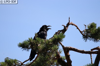 Grand Corbeau