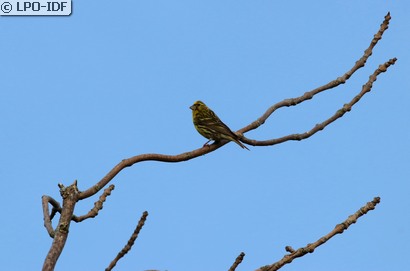 Serin cini