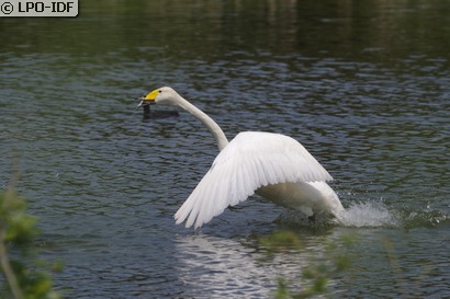 Cygne chanteur