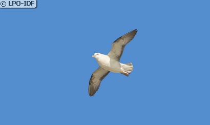 Fulmar boréal