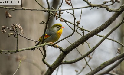 Léiothrix jaune