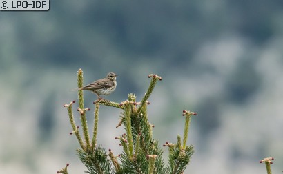 Pipit des arbres