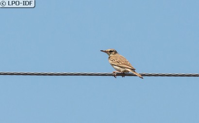 Pipit rousseline