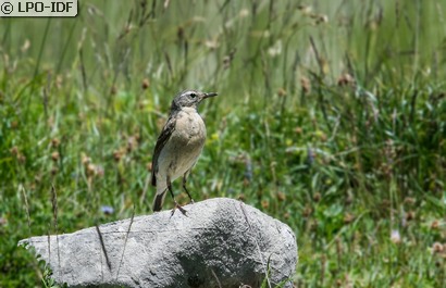 Pipit spioncelle