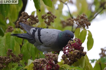 Pigeon biset