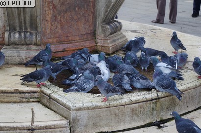 Pigeon biset