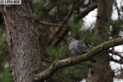 Pigeon colombin