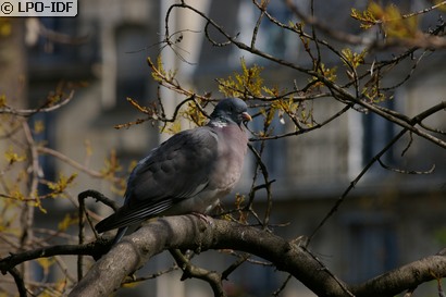 Pigeon ramier