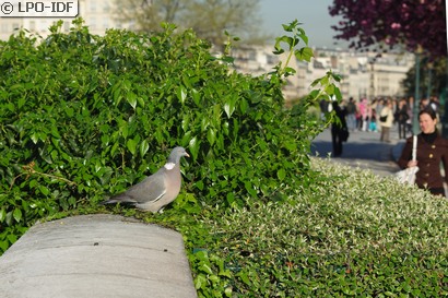 Pigeon ramier