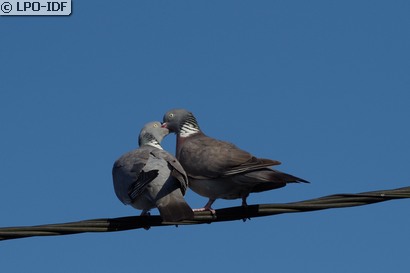 Pigeon ramier