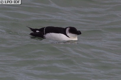 Pingouin torda