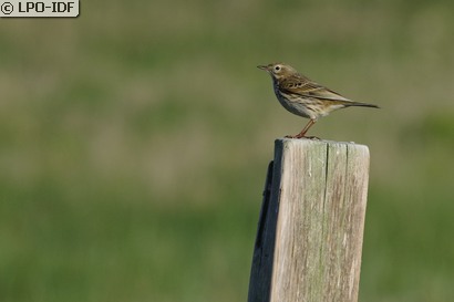 Pipit farlouse