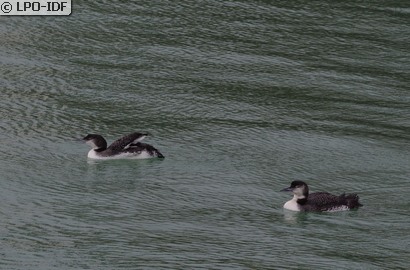 Plongeon imbrin