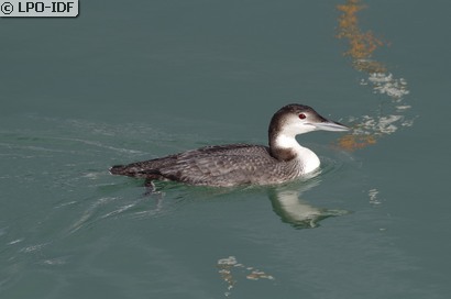 Plongeon imbrin