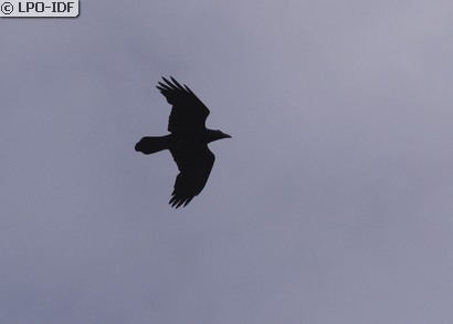 Grand Corbeau