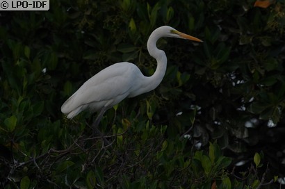 Grande Aigrette