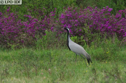 Grue demoiselle