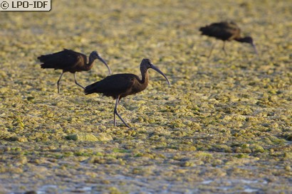 Ibis falcinelle