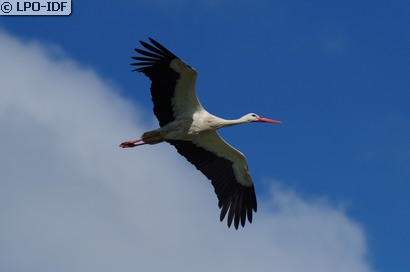 Cigogne blanche