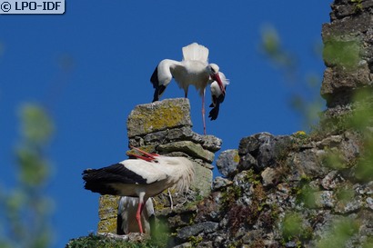 Cigogne blanche