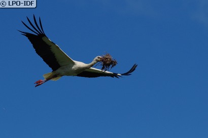 Cigogne blanche