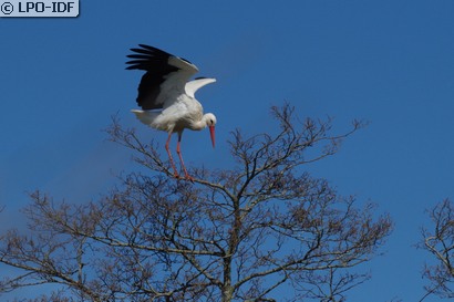 Cigogne blanche