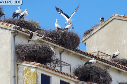 Cigogne blanche