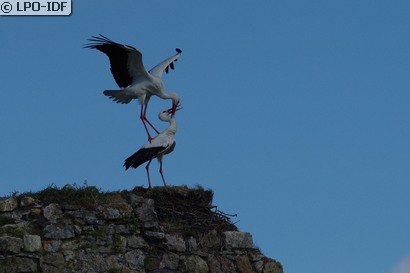 Cigogne blanche