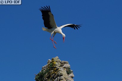 Cigogne blanche