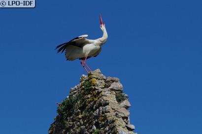 Cigogne blanche