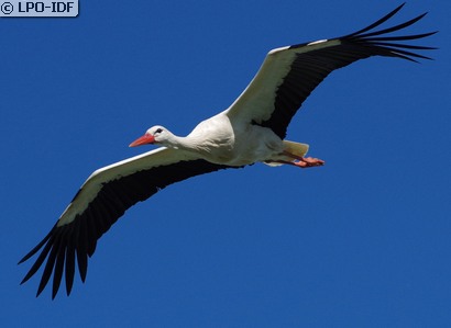 Cigogne blanche