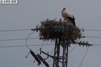 Cigogne blanche