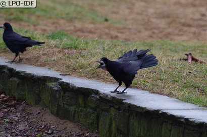 Corbeau freux