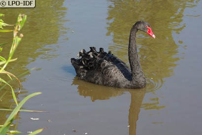 Cygne noir