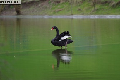 Cygne noir