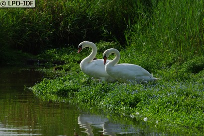 Cygne tuberculé