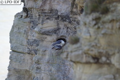 Fulmar boréal