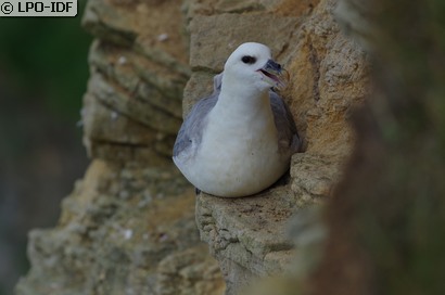 Fulmar boréal