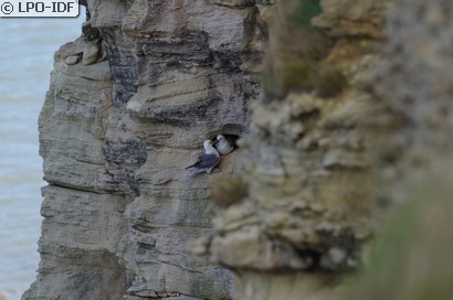 Fulmar boréal