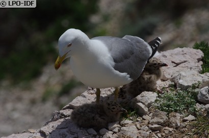 Goéland leucophée