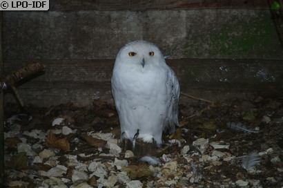 Harfang des neiges