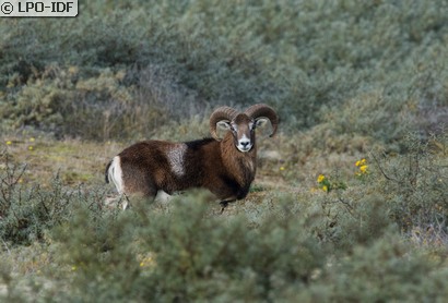Mouflon corse