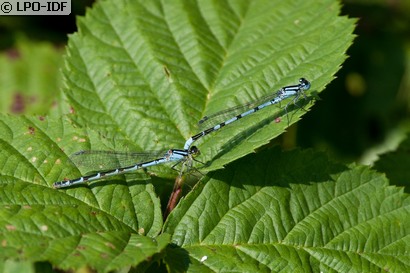 Agrion porte-coupe