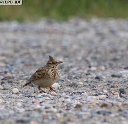 Cochevis huppé