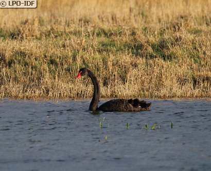 Cygne noir