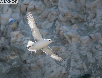 Fulmar boréal