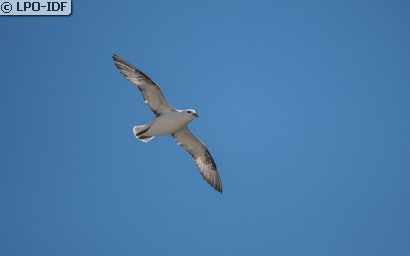 Fulmar boréal